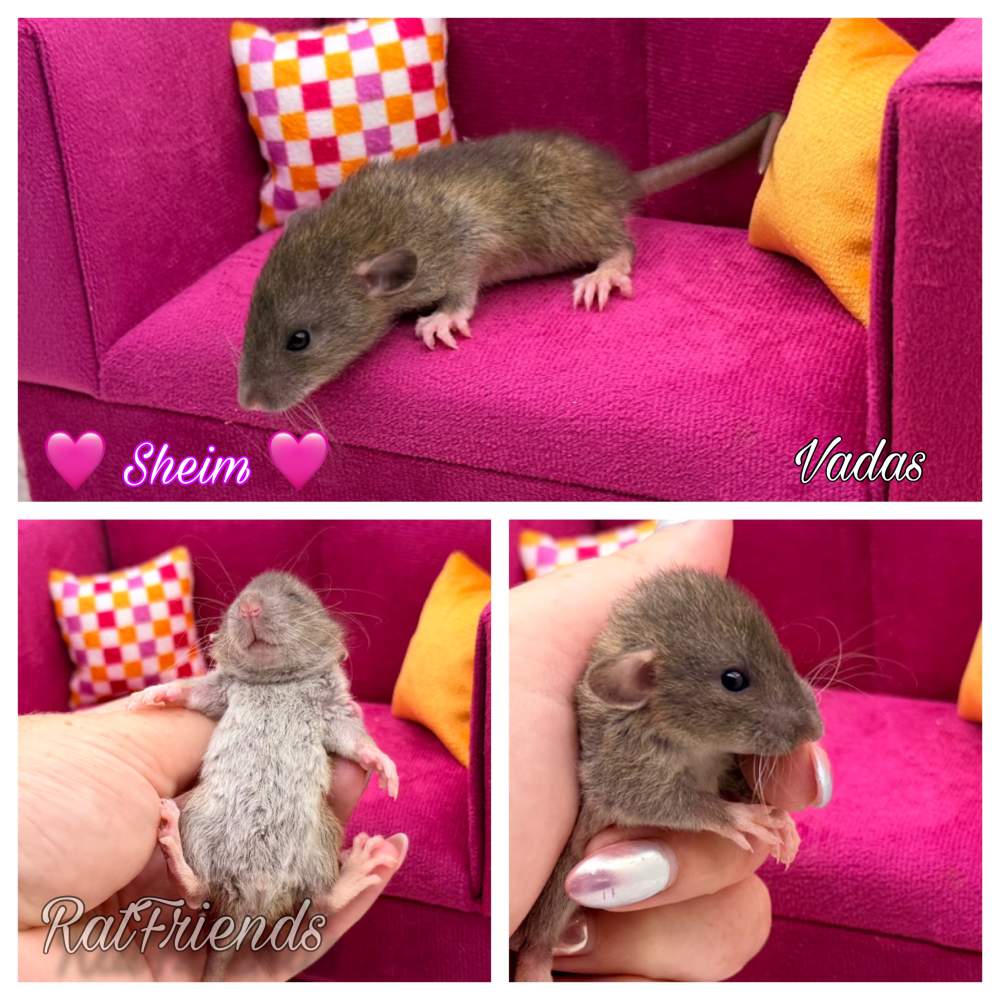 Fancy rat Available for rehoming Rattus norvegicus 