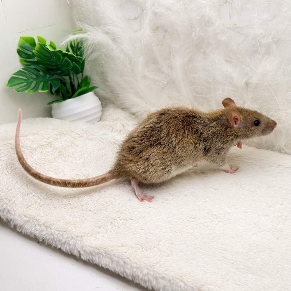 Fancy rat Breeder Rattus norvegicus 