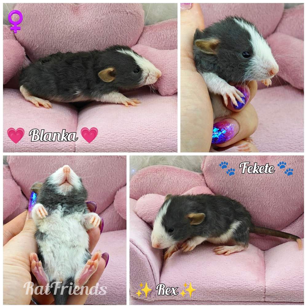 Fancy rat Rehomed Rattus norvegicus 