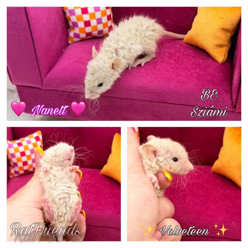 Fancy rat Available for rehoming Rattus norvegicus 