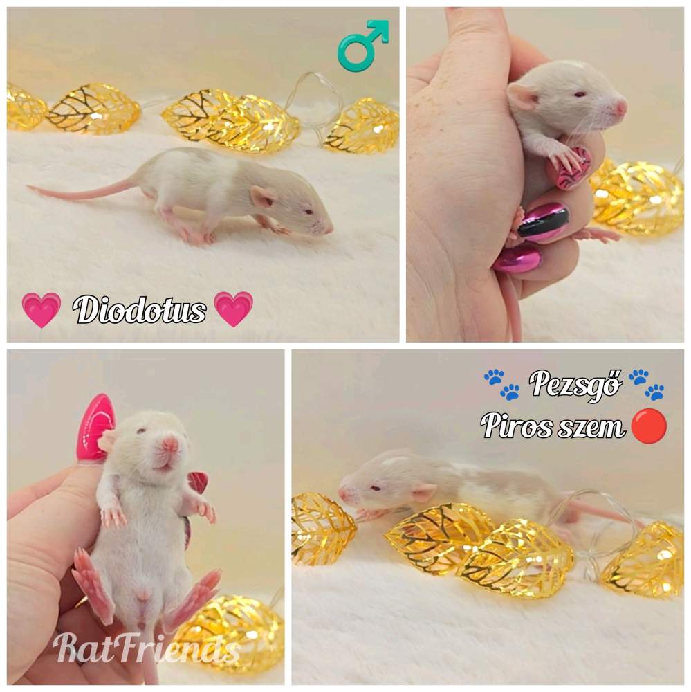 Fancy rat Owned by other Rattus norvegicus 