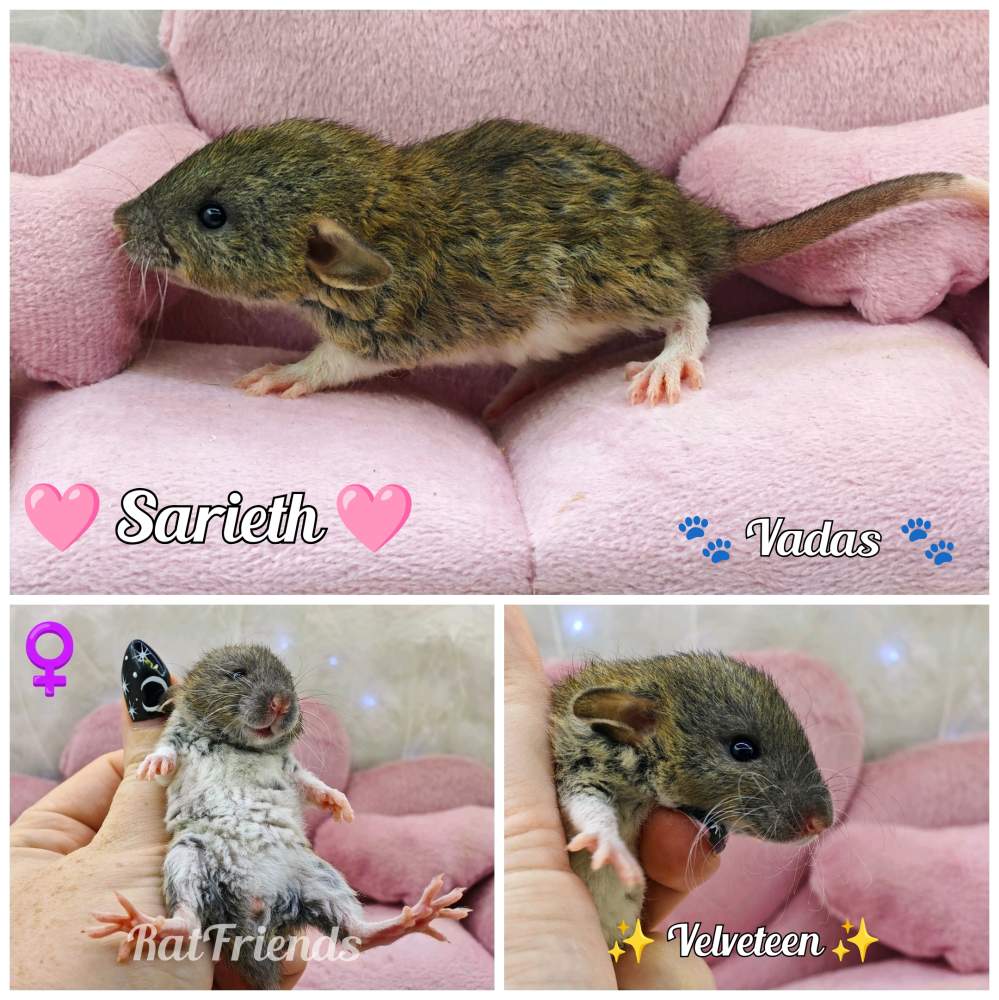 Fancy rat Available for rehoming Rattus norvegicus 