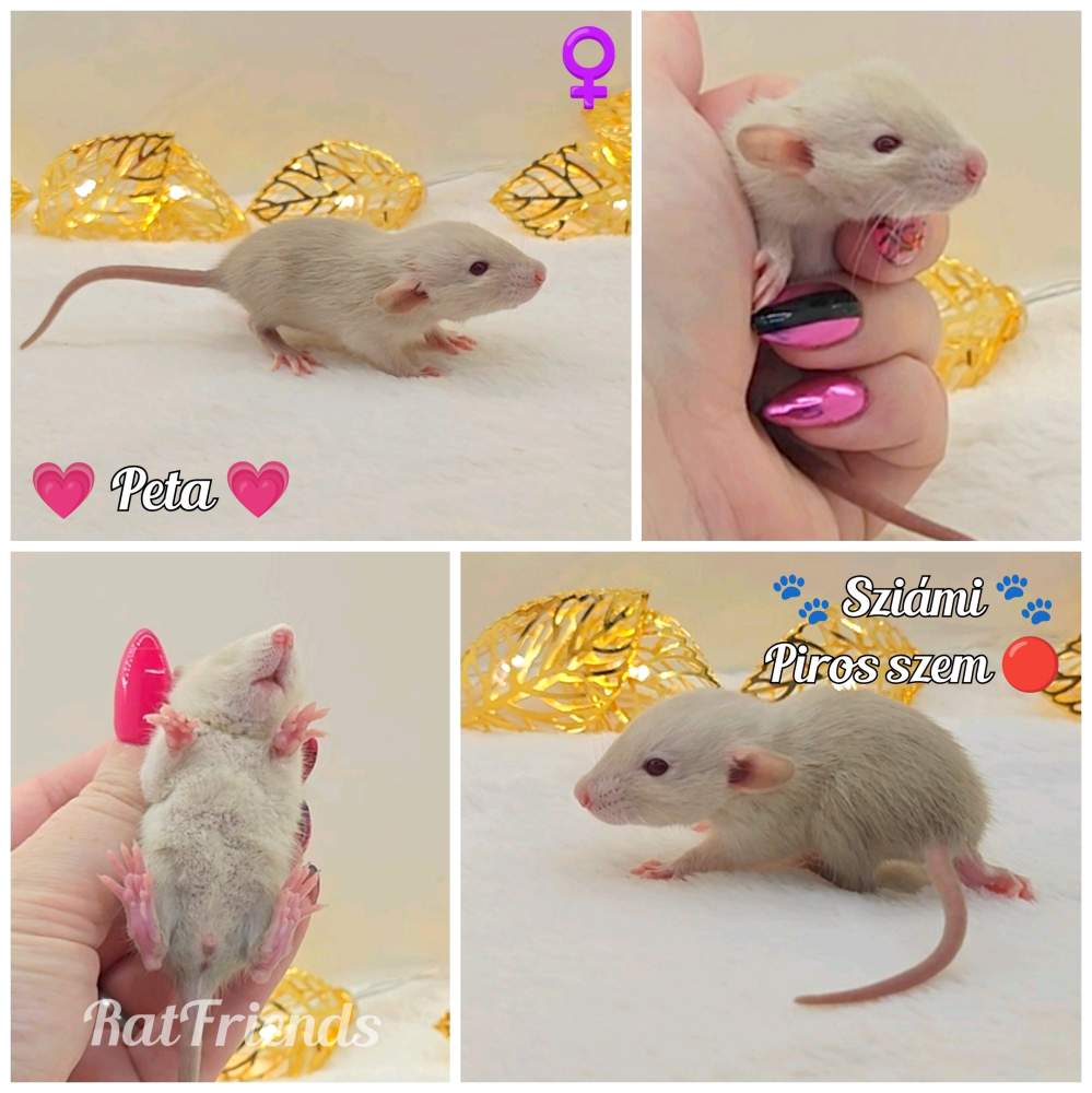 Fancy rat Owned by other Rattus norvegicus 