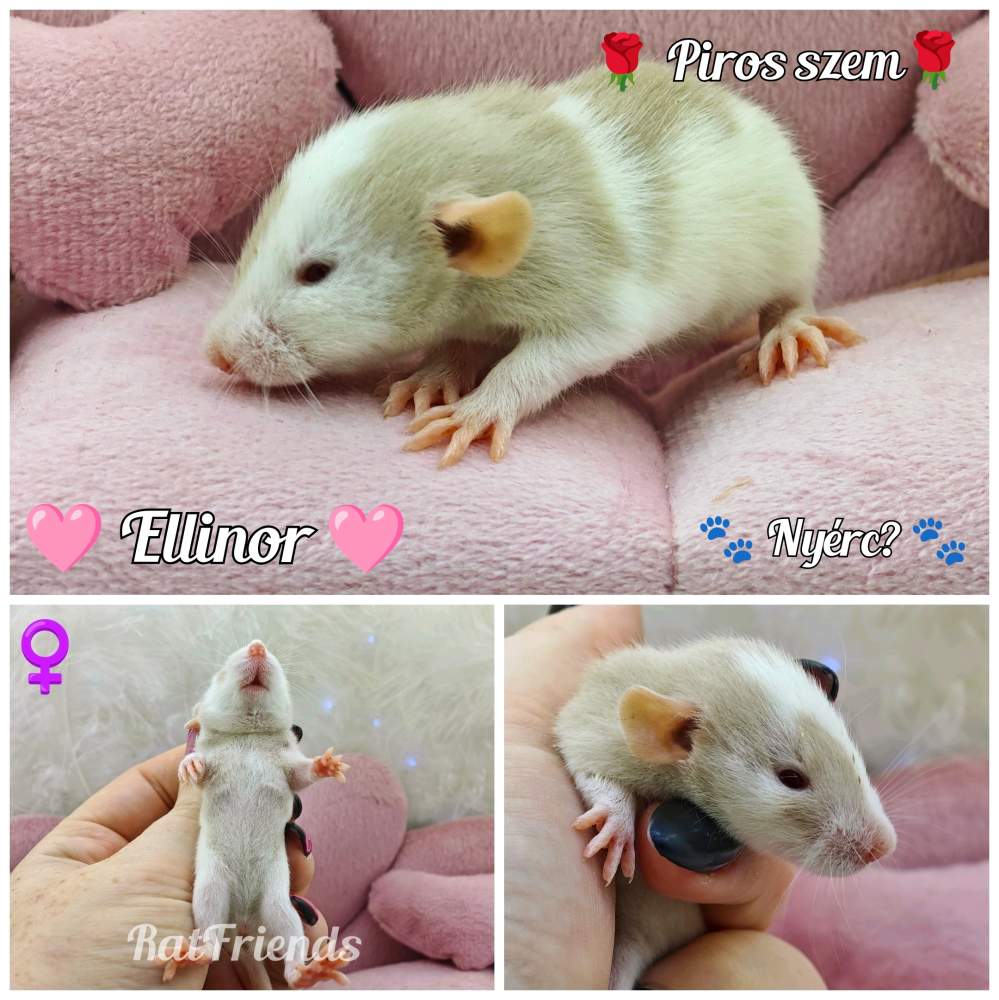 Fancy rat Breeder Rattus norvegicus 