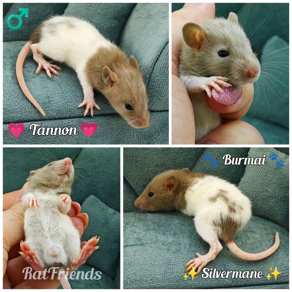 Fancy rat Available for rehoming Rattus norvegicus 