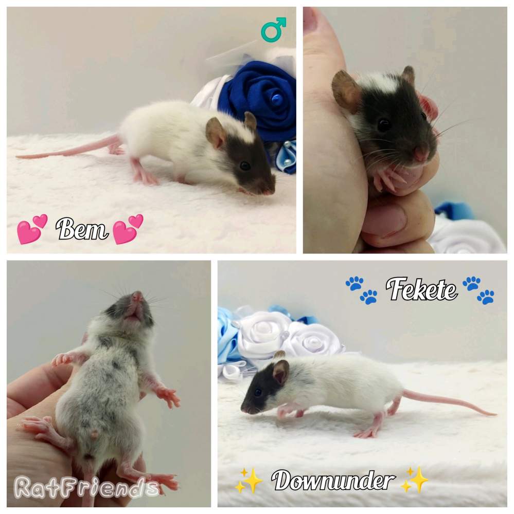 Fancy rat Owned by other Rattus norvegicus 