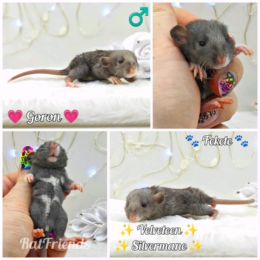 Fancy rat Owned by other Rattus norvegicus 