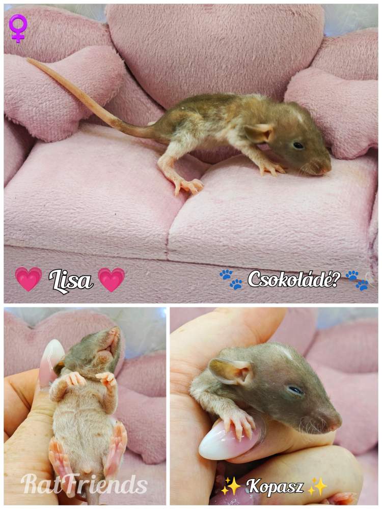 Fancy rat Available for rehoming Rattus norvegicus 