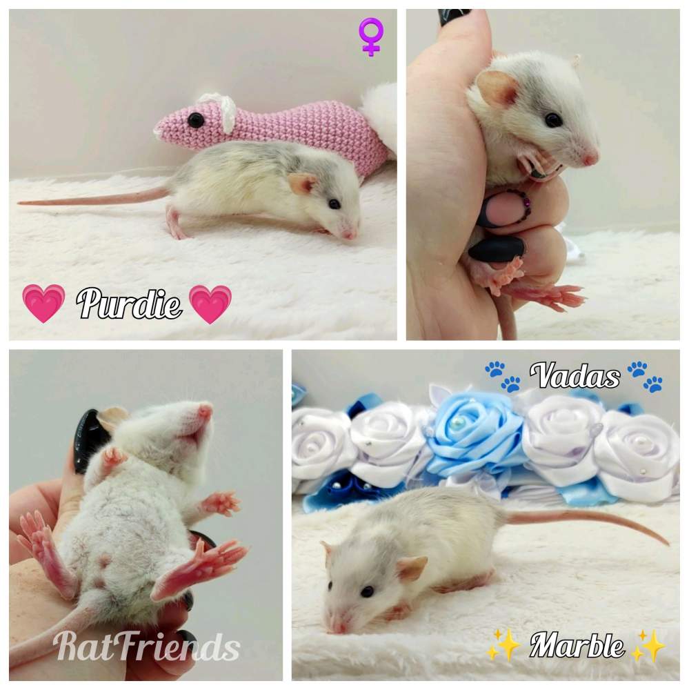 Fancy rat Owned by other Rattus norvegicus 