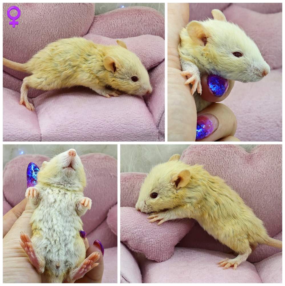 Fancy rat Breeder Rattus norvegicus 