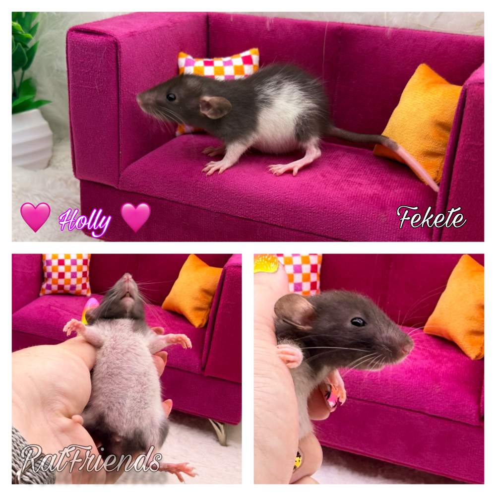 Fancy rat Available for rehoming Rattus norvegicus 