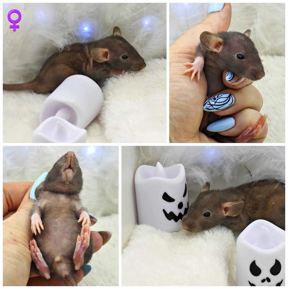 Fancy rat Owned by other Rattus norvegicus 