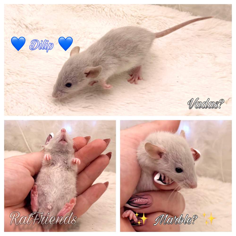 Fancy rat Available for rehoming Rattus norvegicus 