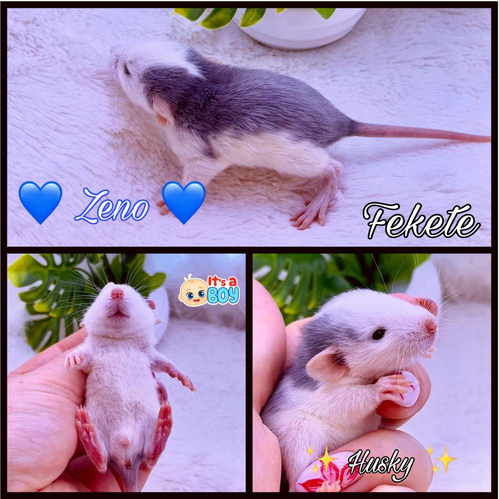 Fancy rat Available for rehoming Rattus norvegicus 