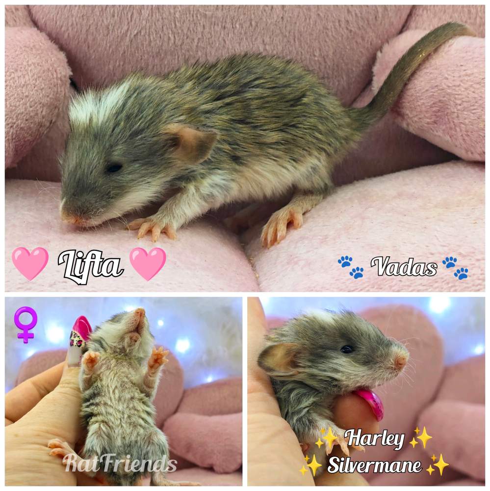 Fancy rat Available for rehoming Rattus norvegicus 
