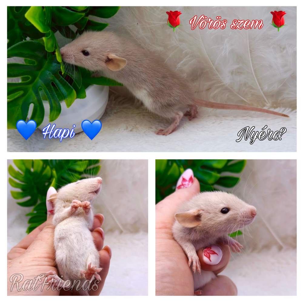 Fancy rat Available for rehoming Rattus norvegicus 