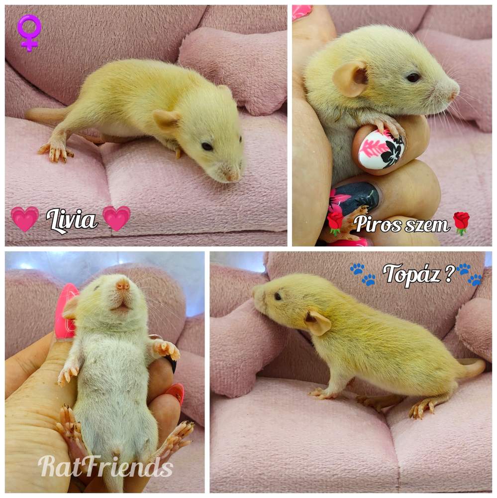 Fancy rat Available for rehoming Rattus norvegicus 