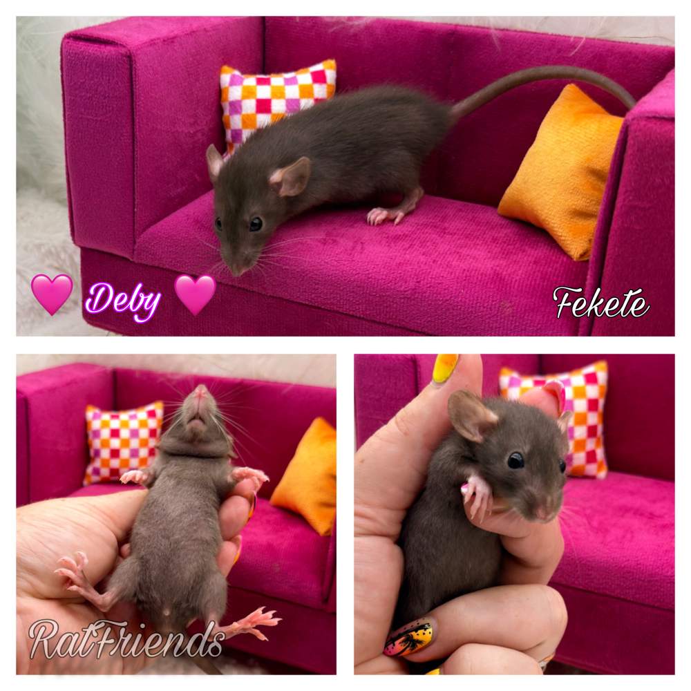 Fancy rat Available for rehoming Rattus norvegicus 