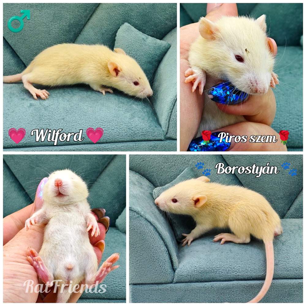 Fancy rat Available for rehoming Rattus norvegicus 