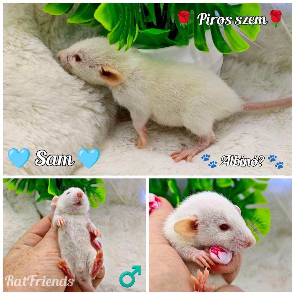 Fancy rat Available for rehoming Rattus norvegicus 