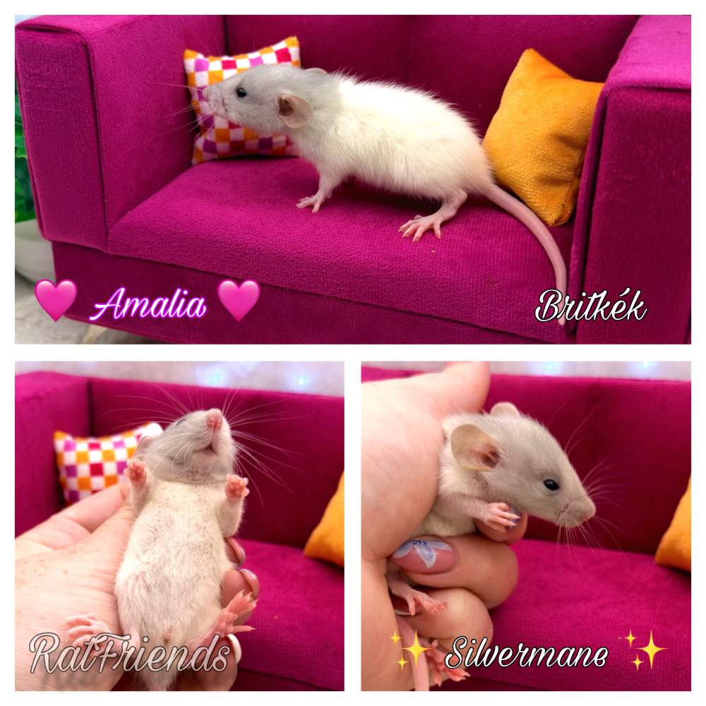 Fancy rat Rehomed Rattus norvegicus 