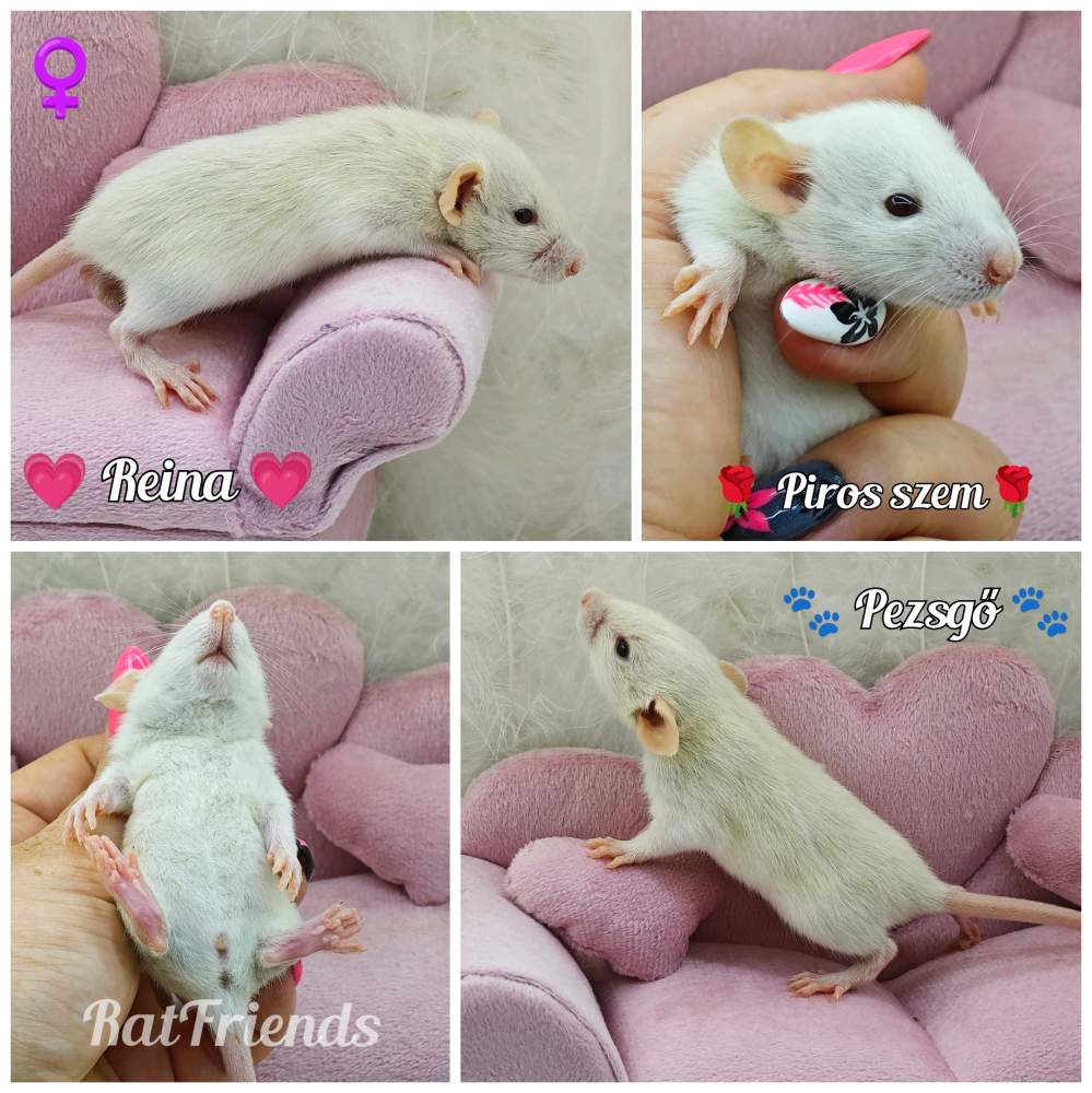 Fancy rat Breeder Rattus norvegicus 