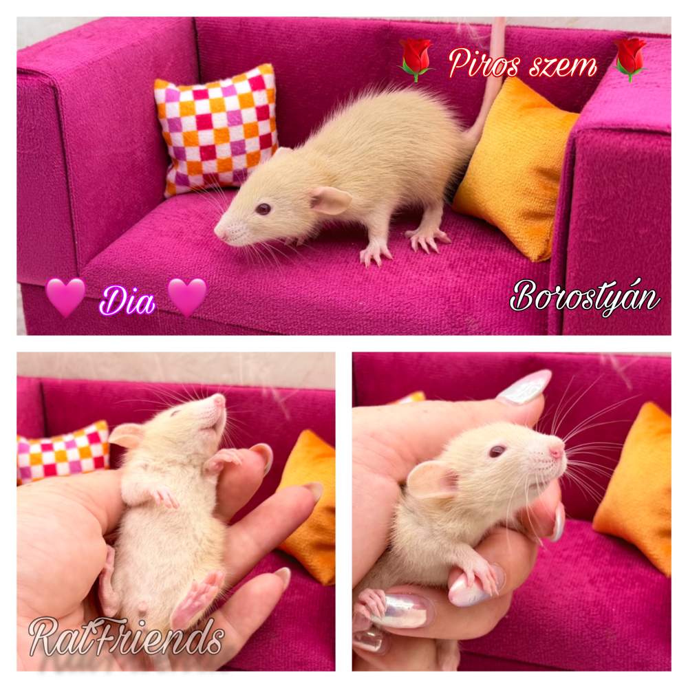 Fancy rat Available for rehoming Rattus norvegicus 