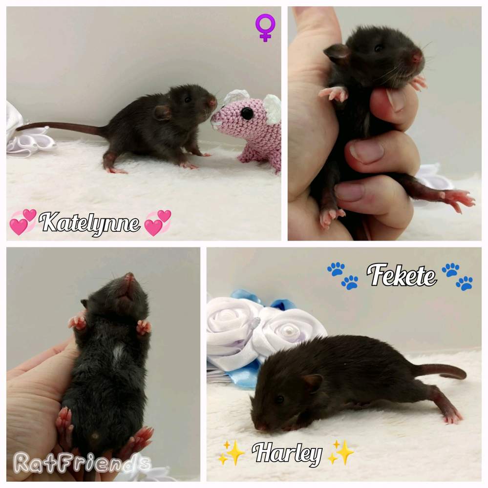 Fancy rat Breeder Rattus norvegicus 