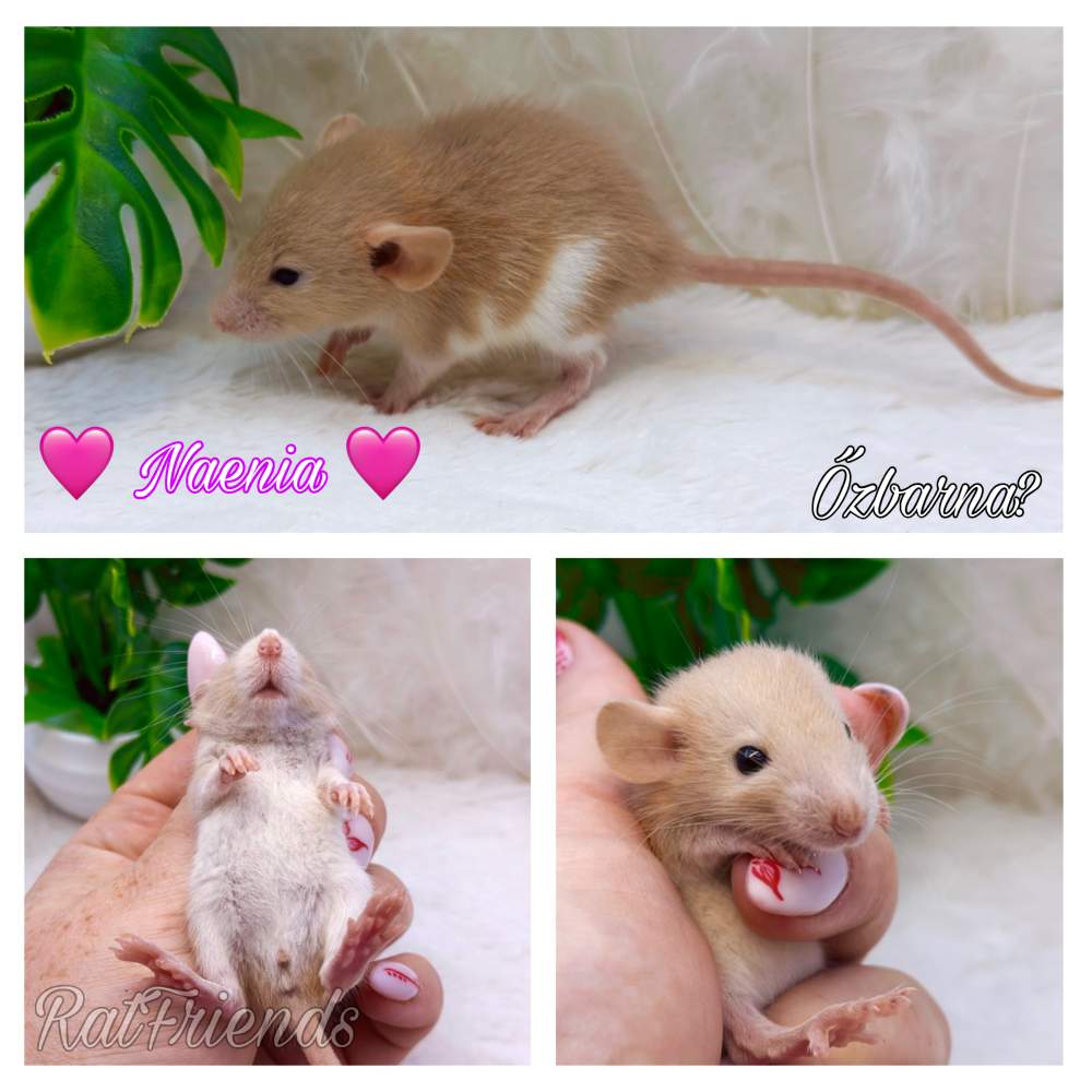 Fancy rat Available for rehoming Rattus norvegicus 