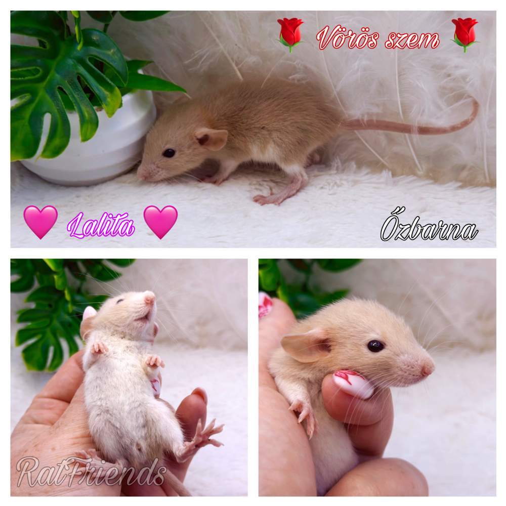 Fancy rat Available for rehoming Rattus norvegicus 