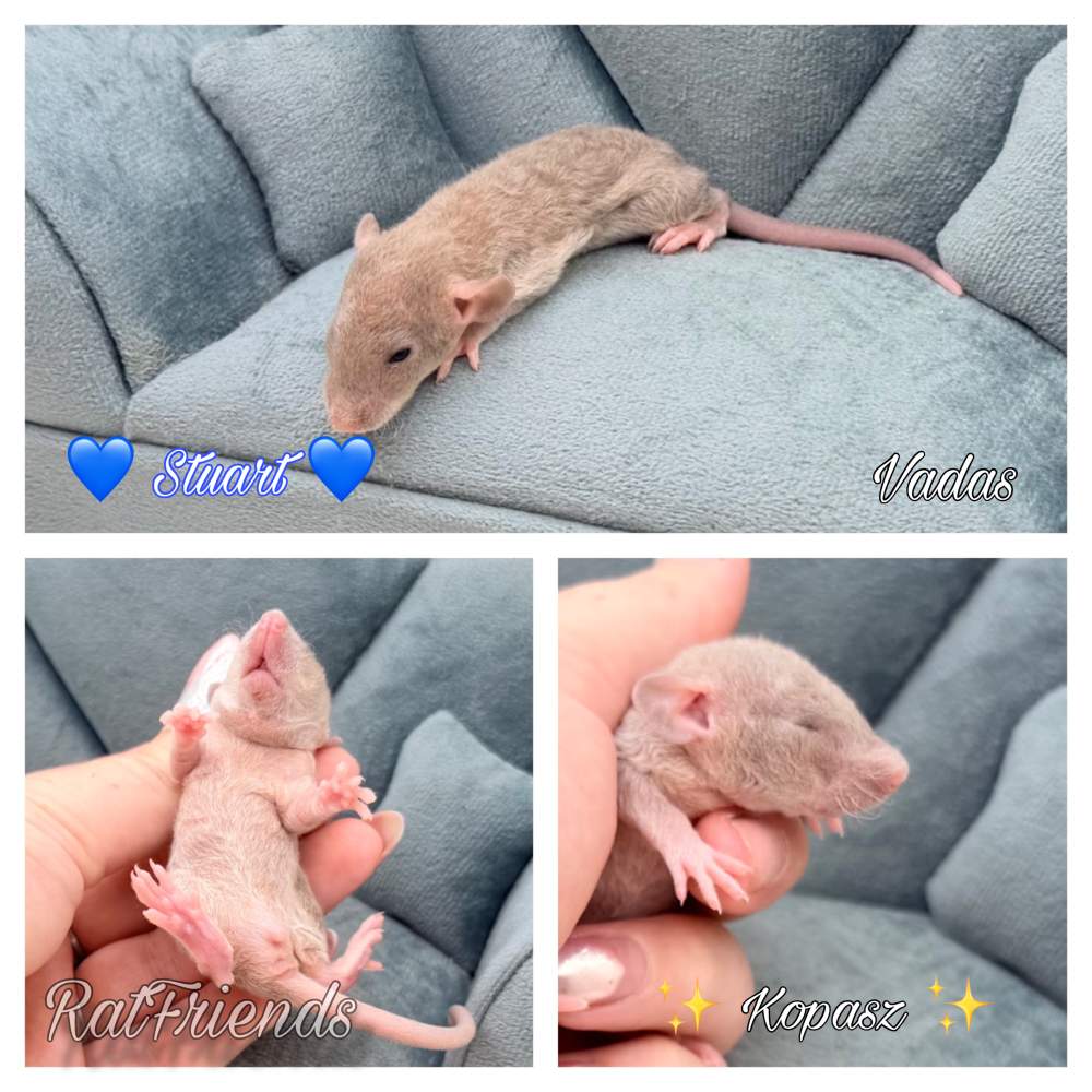 Fancy rat Available for rehoming Rattus norvegicus 
