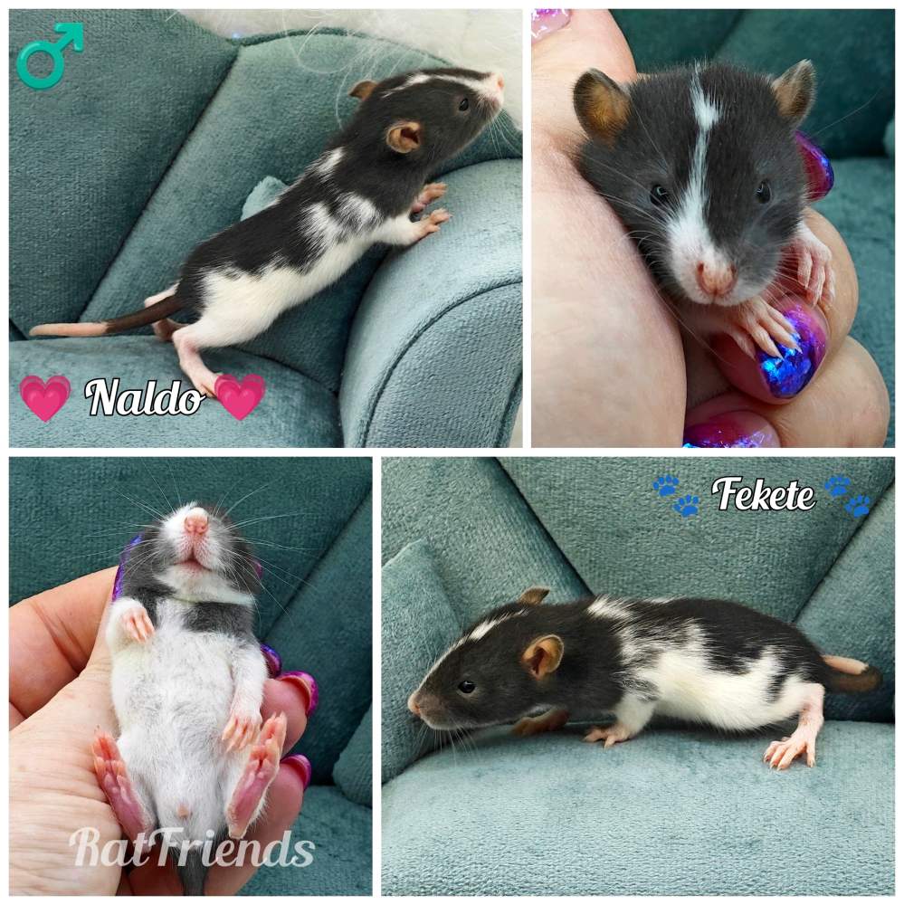 Fancy rat Owned by other Rattus norvegicus 