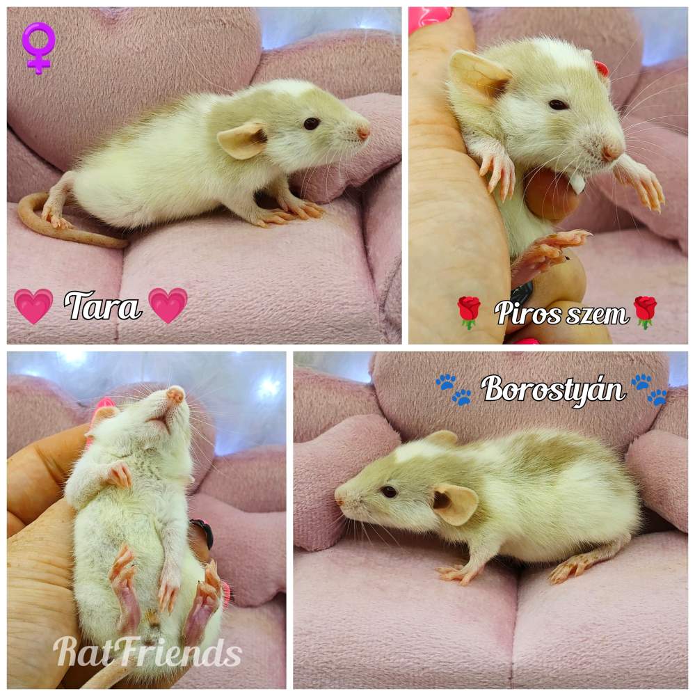 Fancy rat Available for rehoming Rattus norvegicus 