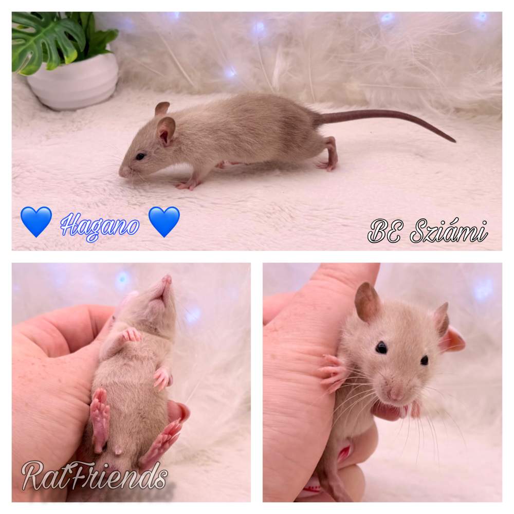 Fancy rat Available for rehoming Rattus norvegicus 