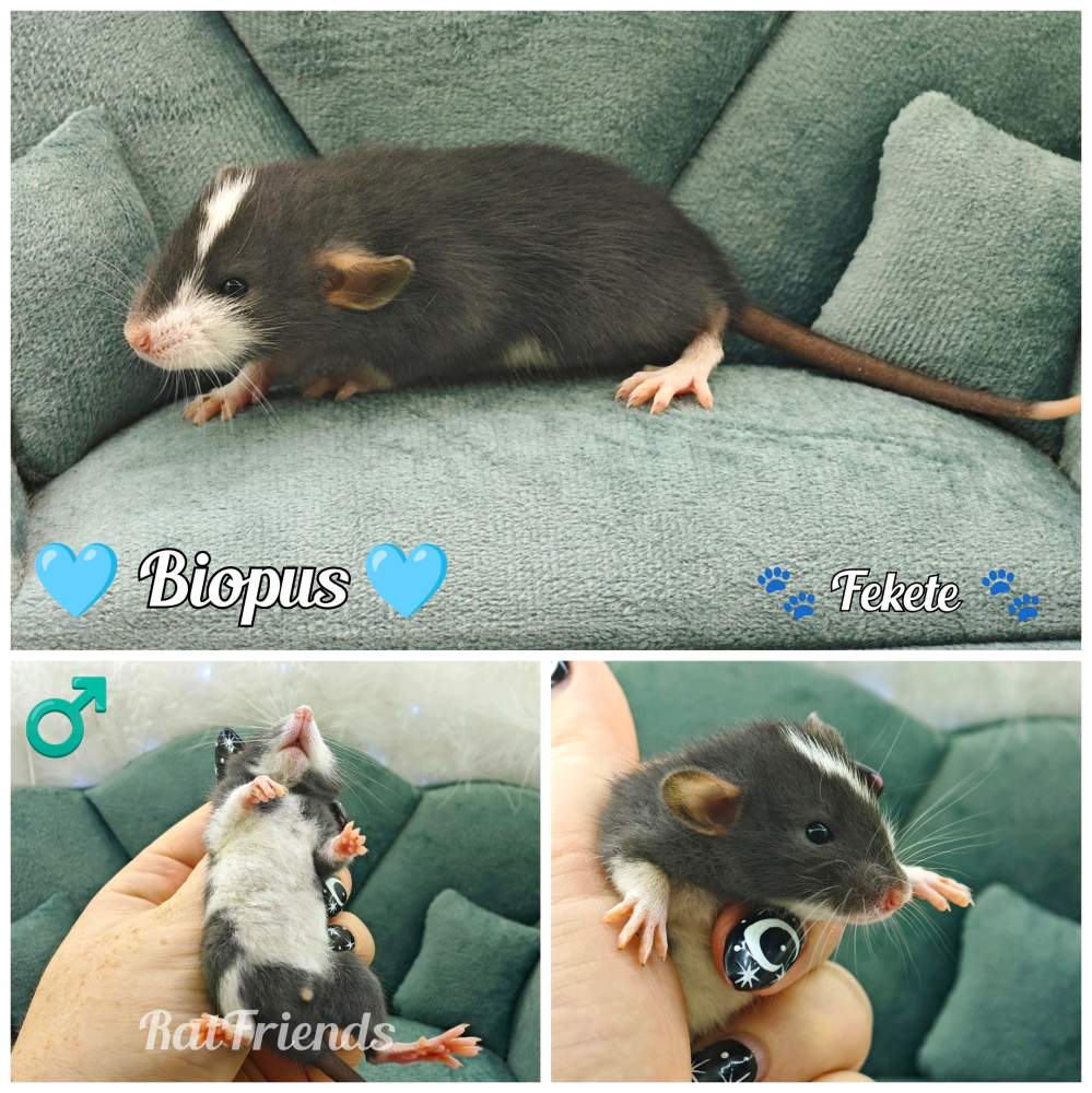 Fancy rat Available for rehoming Rattus norvegicus 