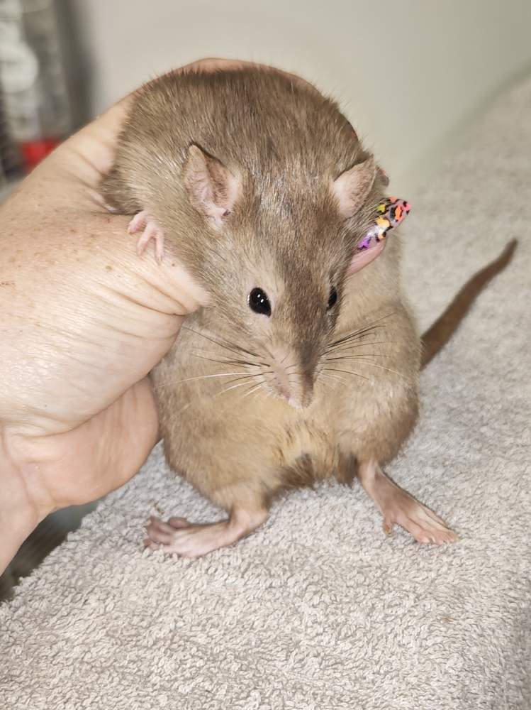Fancy rat Breeder Rattus norvegicus 