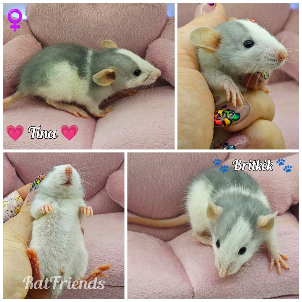 Fancy rat Rehomed Rattus norvegicus 