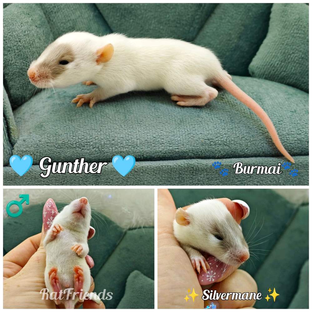 Fancy rat Available for rehoming Rattus norvegicus 