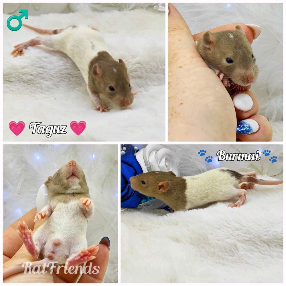 Fancy rat Owned by other Rattus norvegicus 