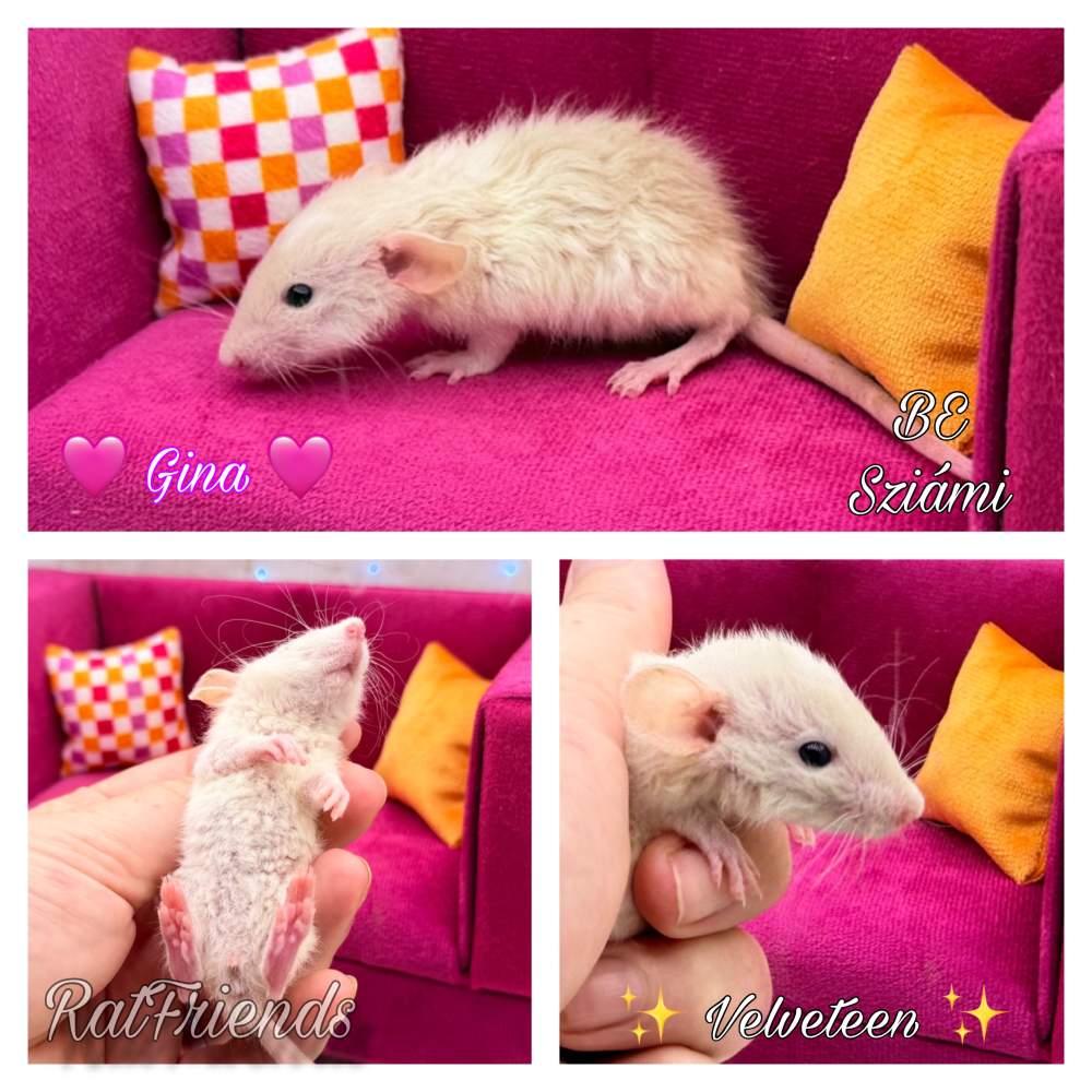 Fancy rat Available for rehoming Rattus norvegicus 