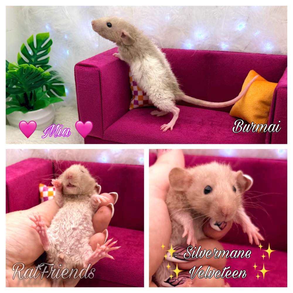 Fancy rat Breeder Rattus norvegicus 