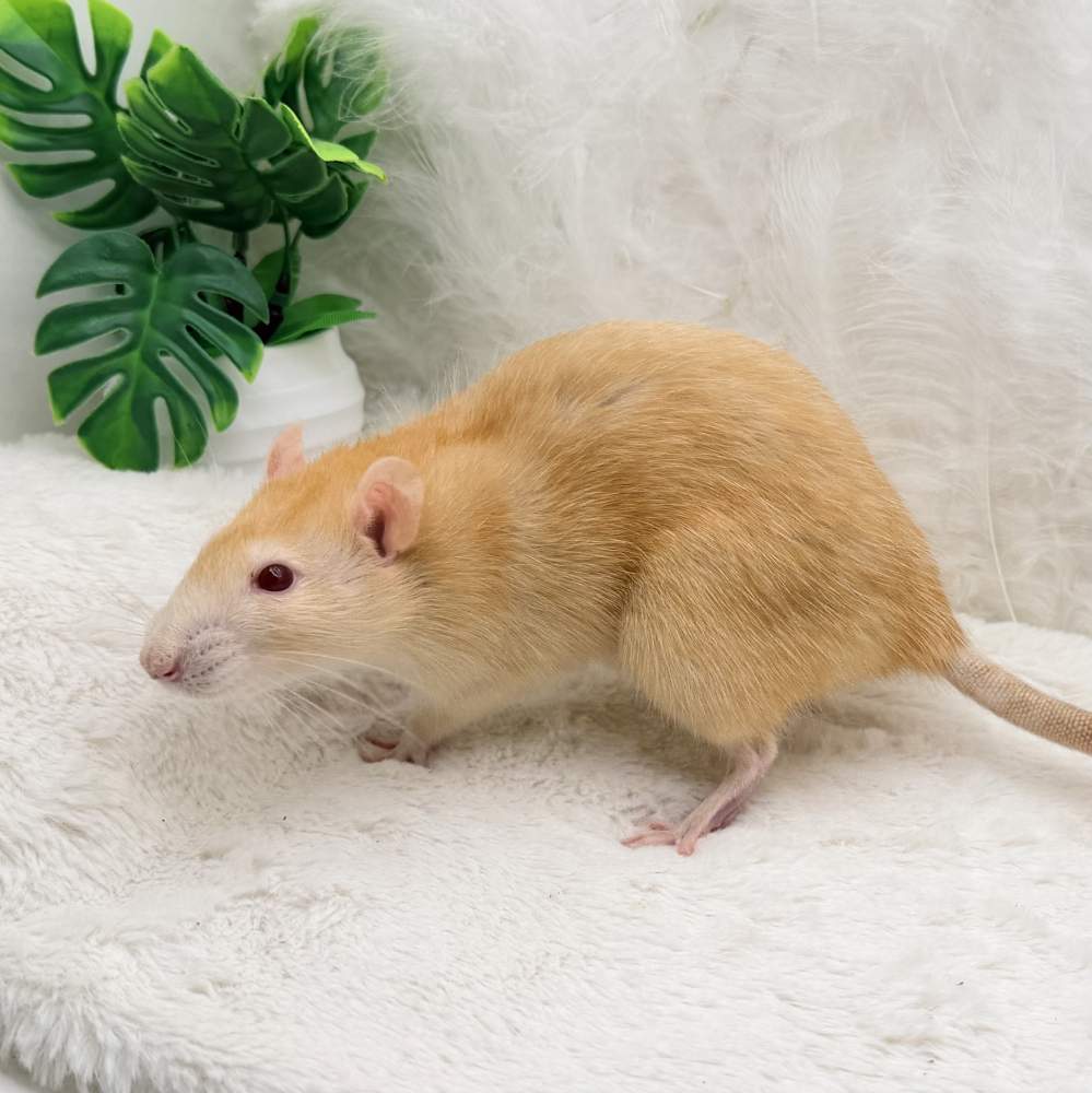 Fancy rat Breeder Rattus norvegicus 