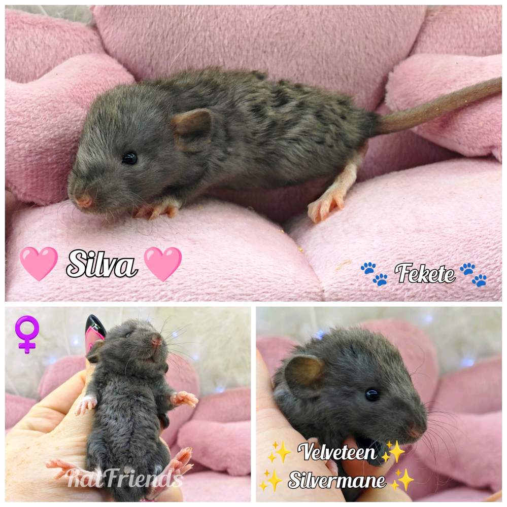 Fancy rat Available for rehoming Rattus norvegicus 