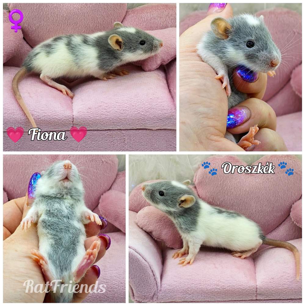 Fancy rat Breeder Rattus norvegicus 
