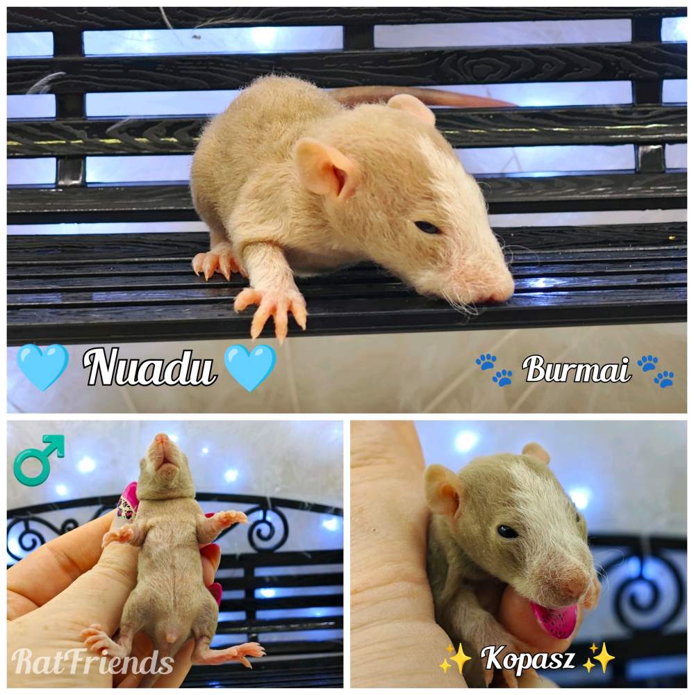 Fancy rat Breeder Rattus norvegicus 
