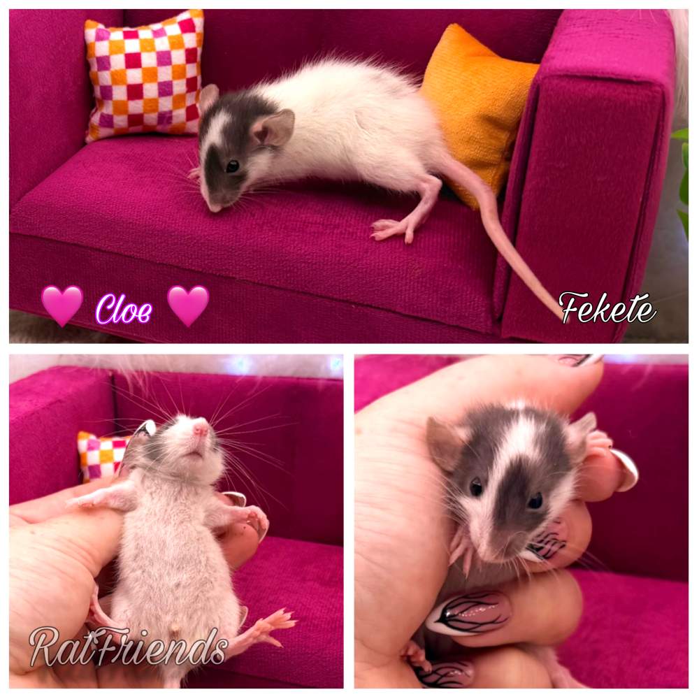 Fancy rat Available for rehoming Rattus norvegicus 
