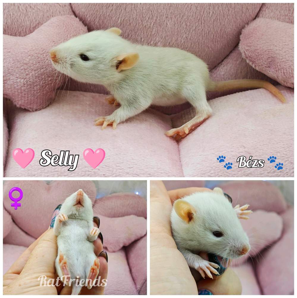 Fancy rat Breeder Rattus norvegicus 