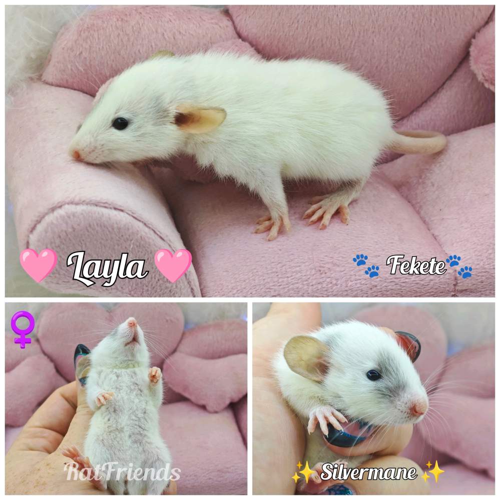Fancy rat Available for rehoming Rattus norvegicus 
