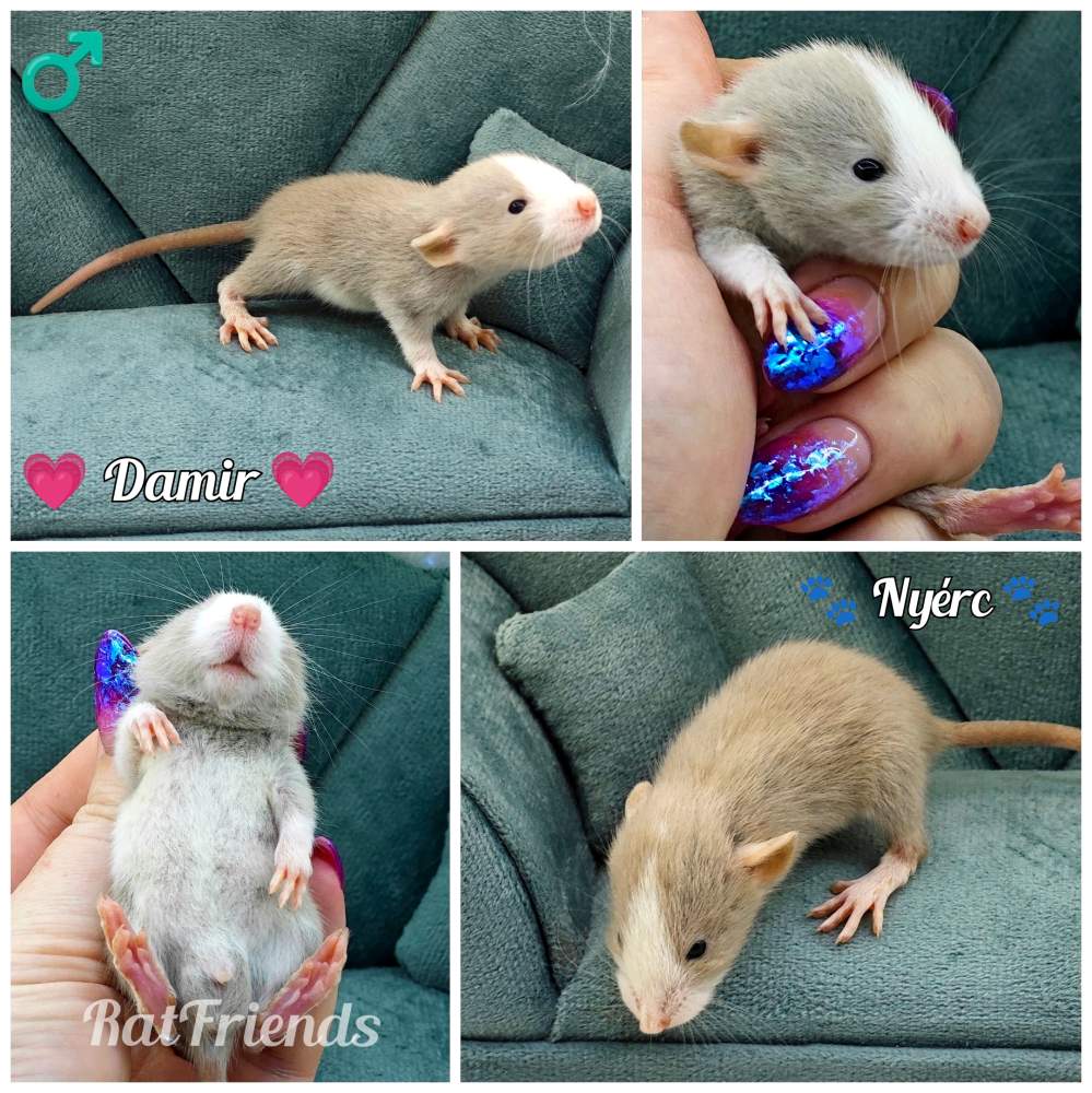 Fancy rat Owned by other Rattus norvegicus 