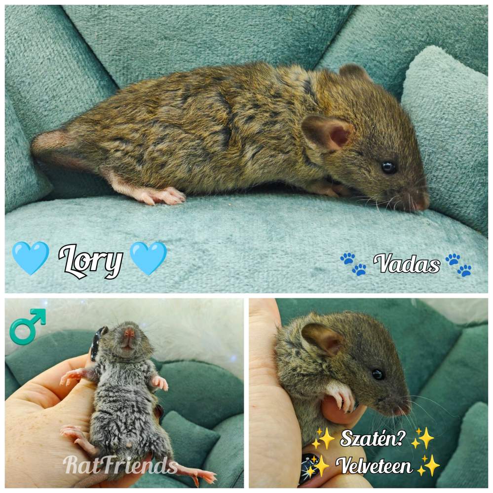 Fancy rat Available for rehoming Rattus norvegicus 